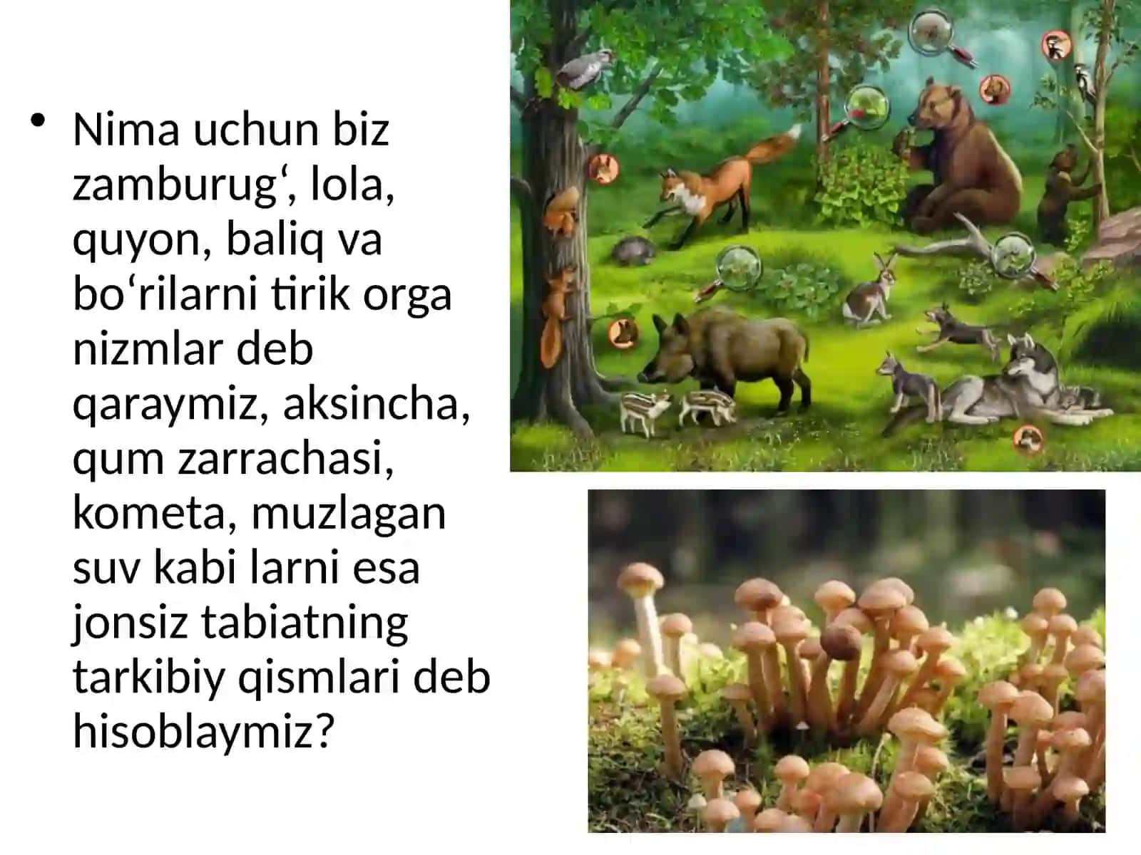 9-sinf Biologiya fanidan dars ishlanma. Tirik organizmlarning o'ziga xos xususiyatlari 4
