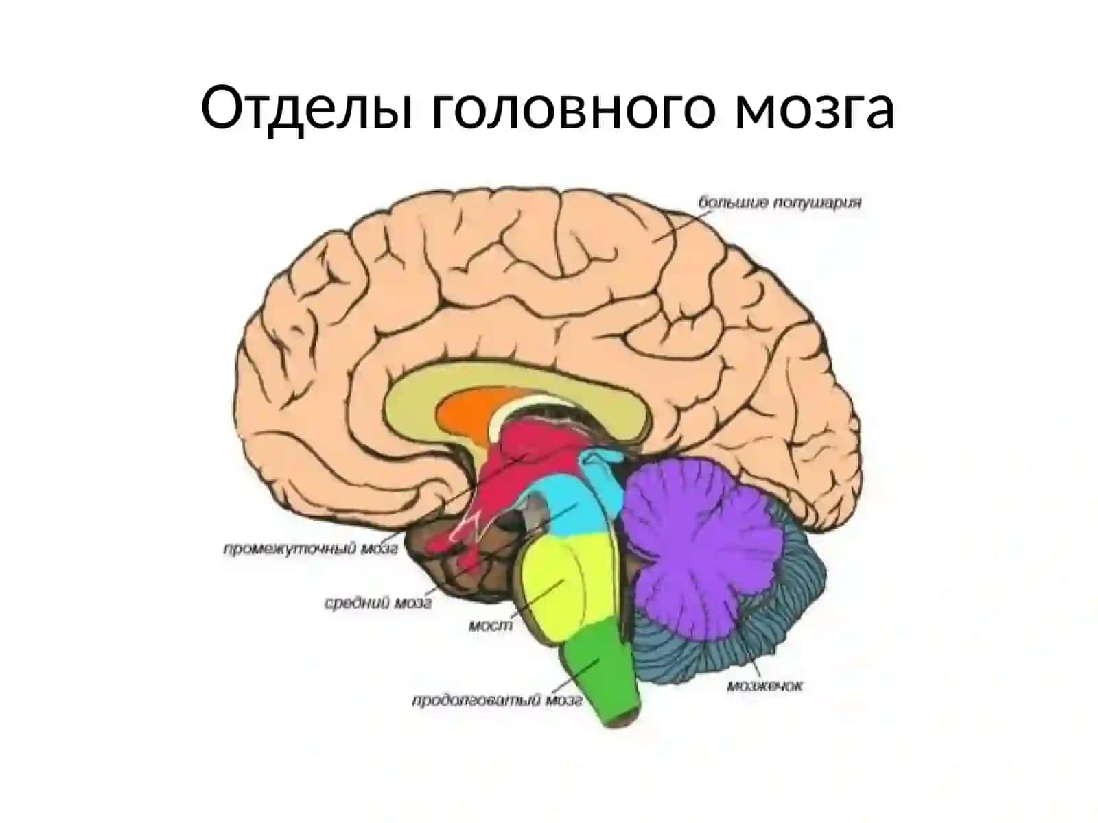 УП ОП 02. Анатомия и физиология человека. Головной мозг 4