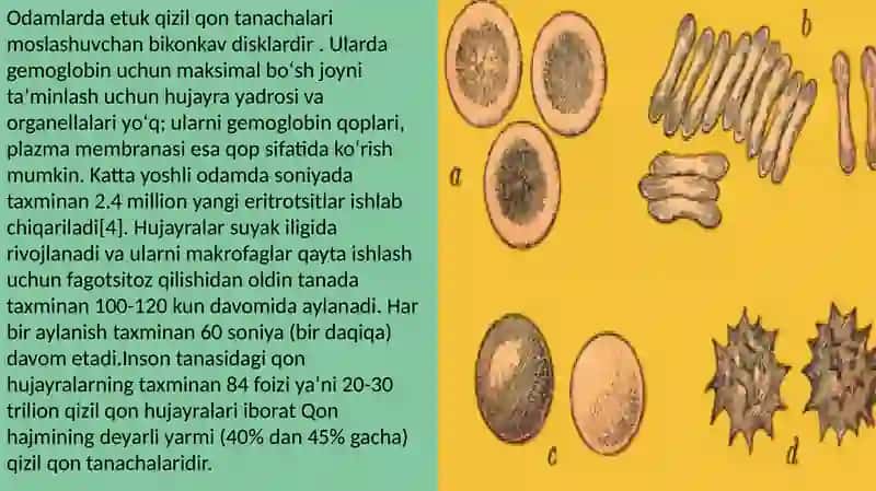 Qizil qon tanachalari ppt 4