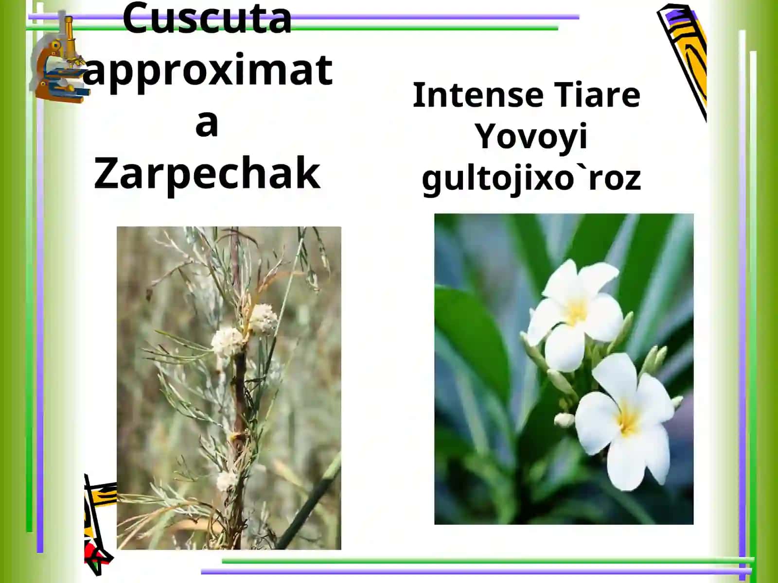 BUXORO VOHASI SUG`ORMA YERLARIDA KENG TARQALGAN BEGONA O`TLAR 4