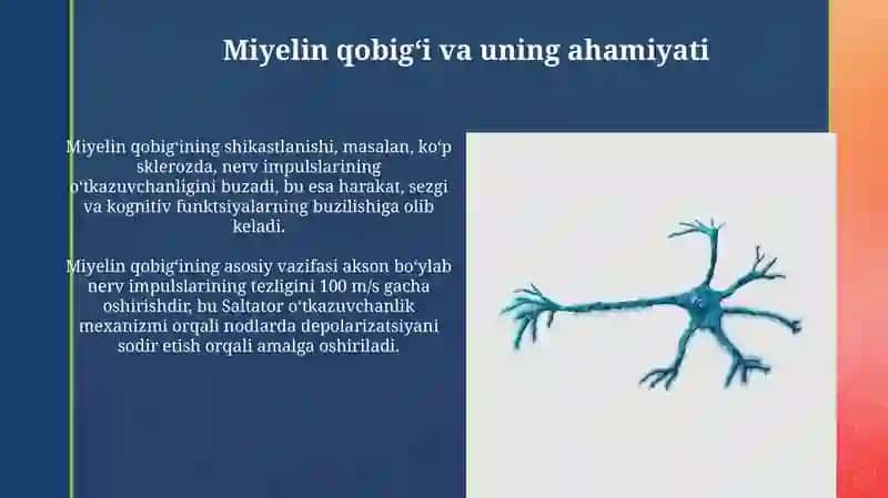 Nerv sistemasi va neyronning tuzilishi 4