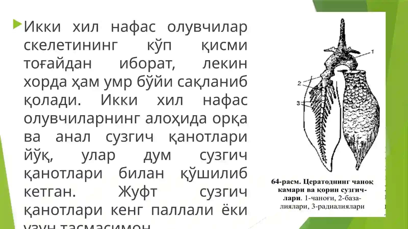 Ikki xil nafas oluvchibaliqlaruchun xos xususiyatlar 4