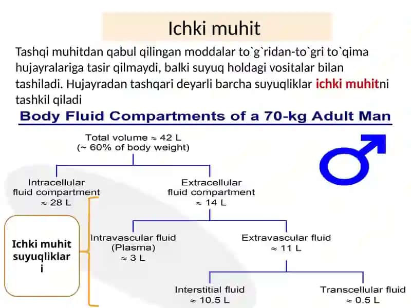 Ichki muhit, Qon sistemasiga kirish 4