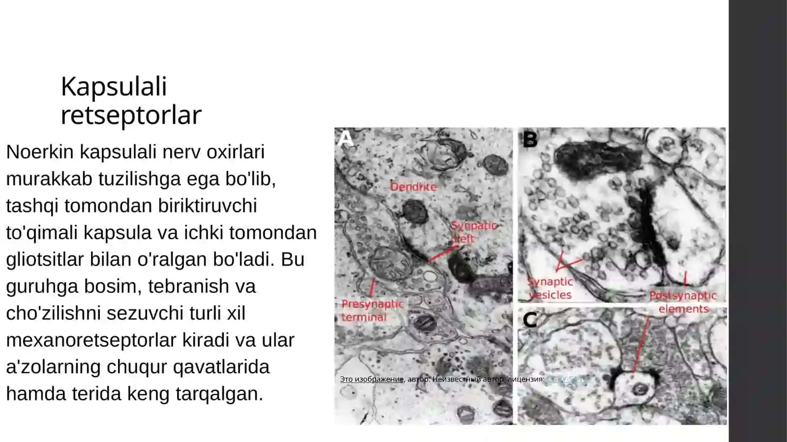 Nerv oxirlari gistologik tuzilishi nerv tomirlari 4