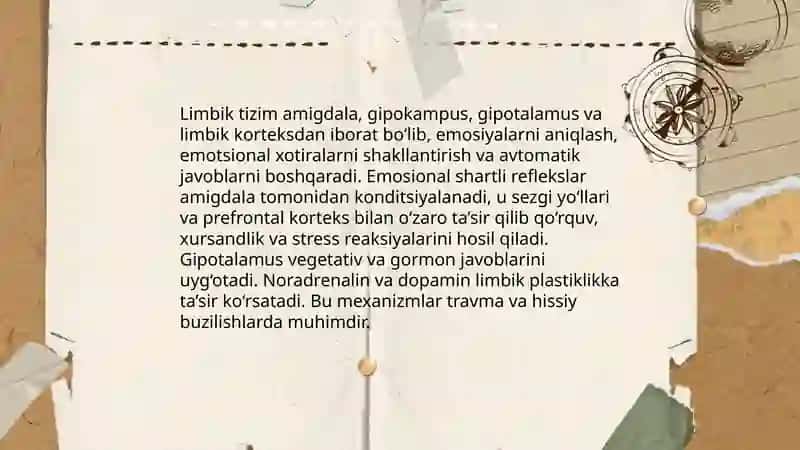 Miya korteksi oliy bo'lim sifatida 4