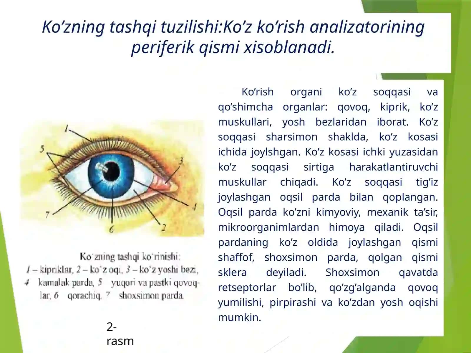 Ko’rish   analizatorlari DARS ISHLANMASI 4