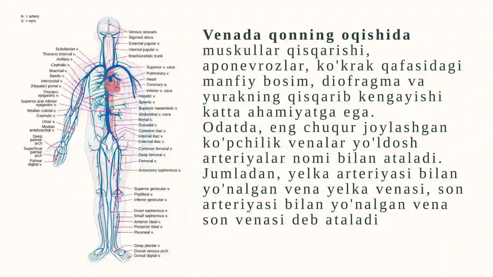 Vena tizimi 4