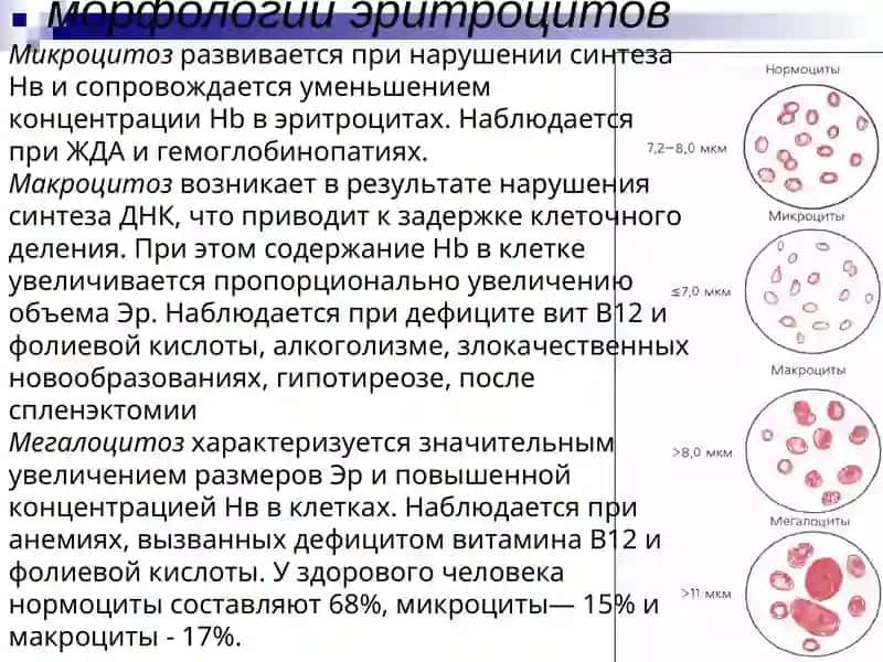 Общий клинический анализ крови 4