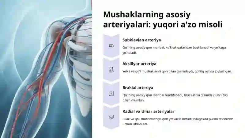 Mushaklarning qon bilan ta'minlanishi 4