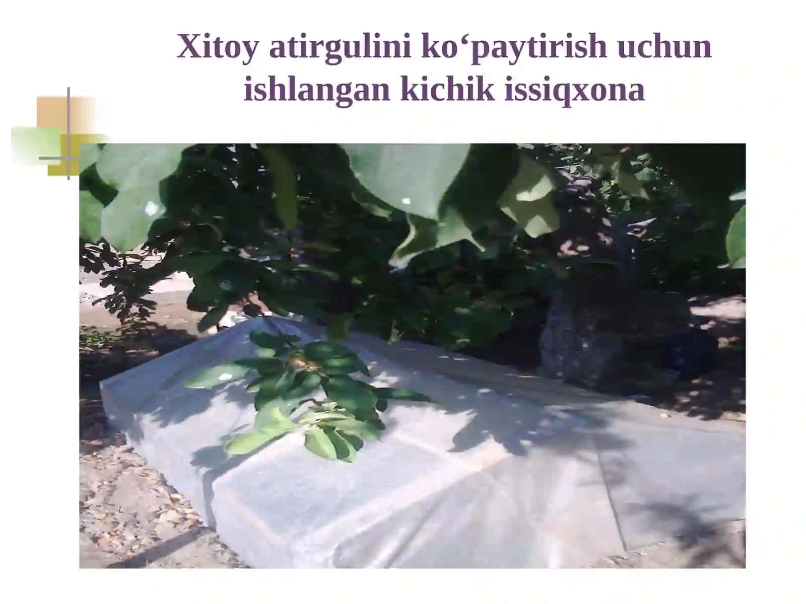 Xitoy atirguli, pelorgoniya, begoniya, koleus gullarini koʻpaytirish usullari va parvarishi 4