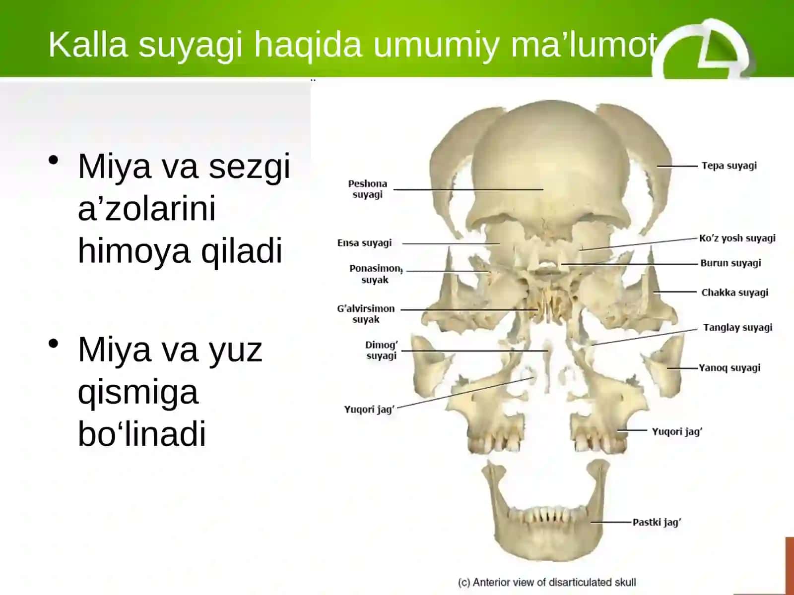 Kalla suyagining yuz qismi suyakalari. Yuqori va pastki jag’suyagi. Yuz sohasidagi suyaklar 4