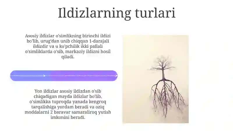 Ildizlar 4