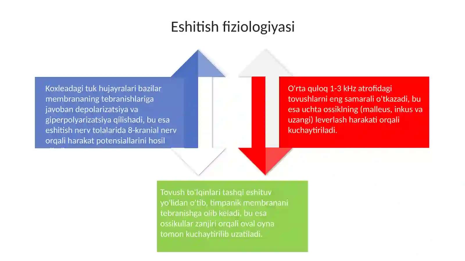 Eshituv va vestibulyar analizatorlar fiziologiyasi 4
