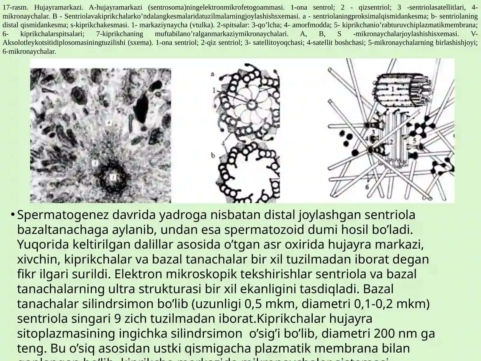Hujayra organoidlari–sentrosoma va mikronaychalar tuzilishi. Sitoplazma kiritmalari 4