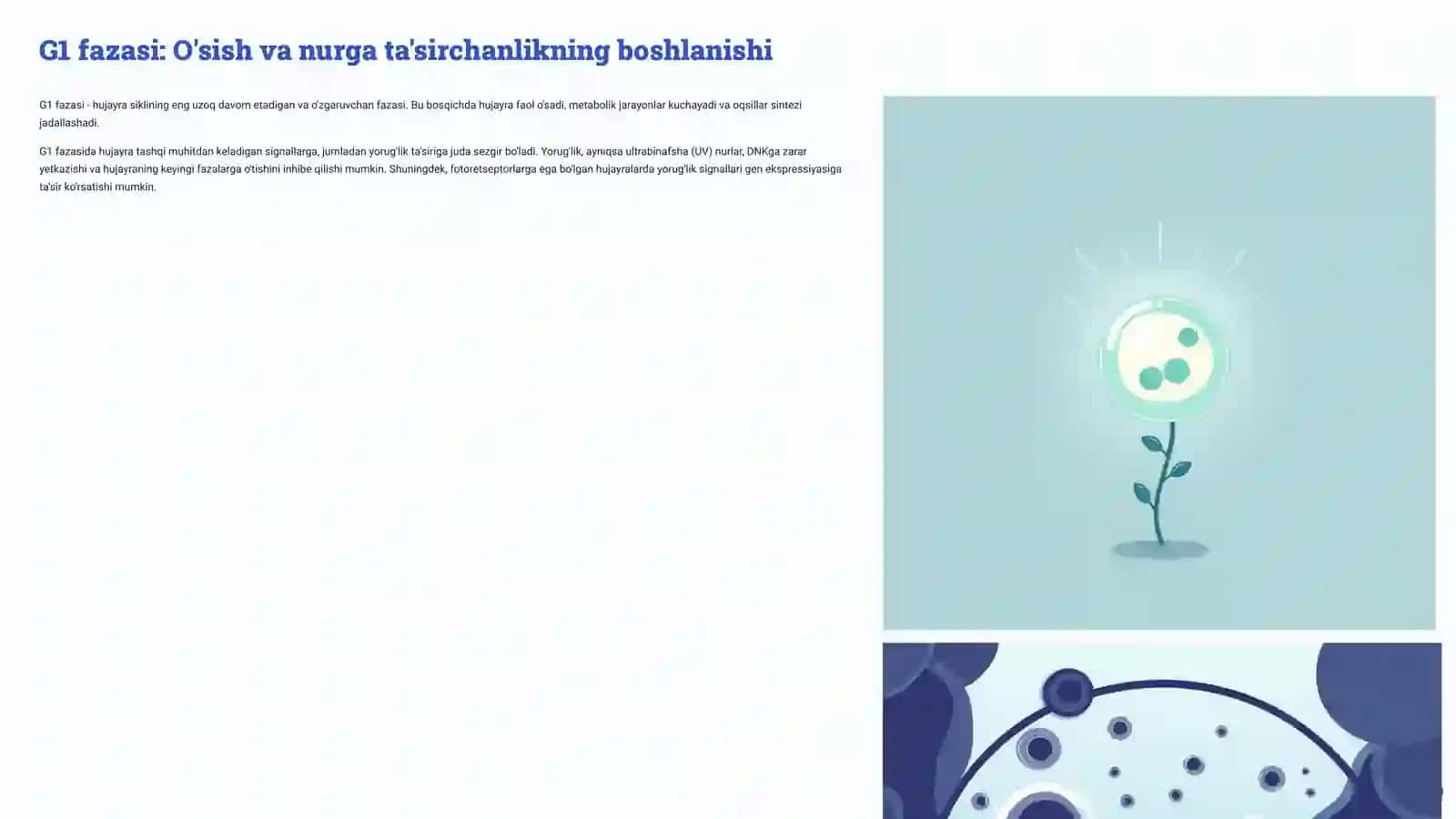 Hujayraning hayot sikli va uning turli fazalarida nurga sezgirlik 4