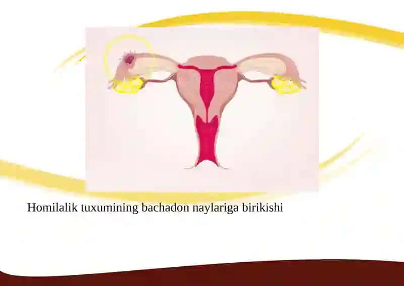 BACHADONDAN TASHQARI HOMILADORLIK 4
