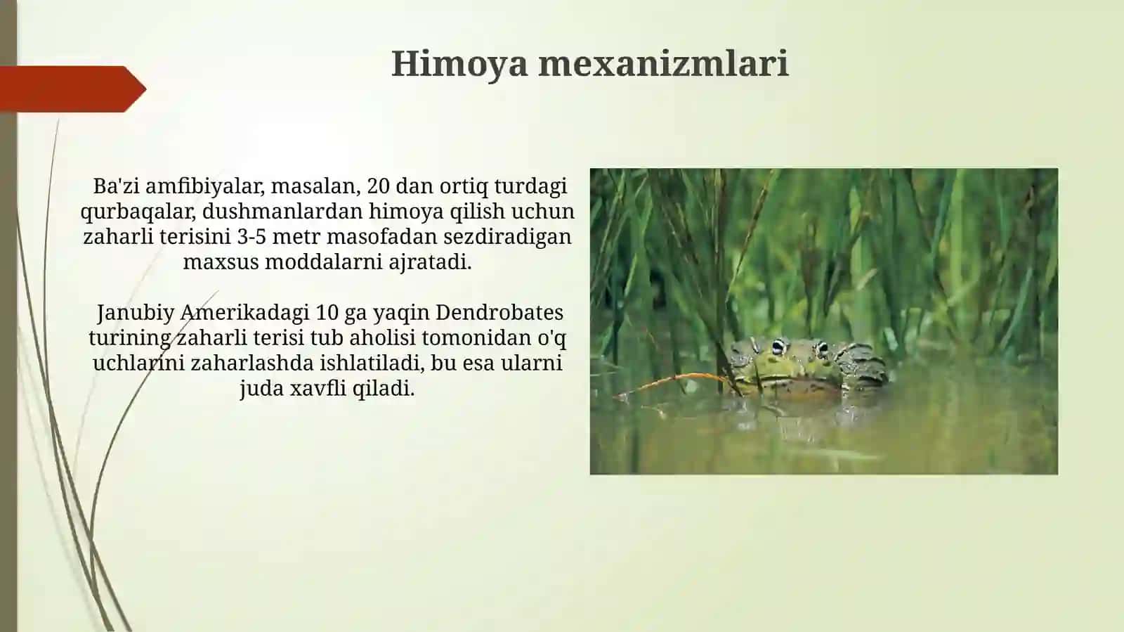 Amfibiyalar sinfining o'ziga xos etologikhususiyatlari 4