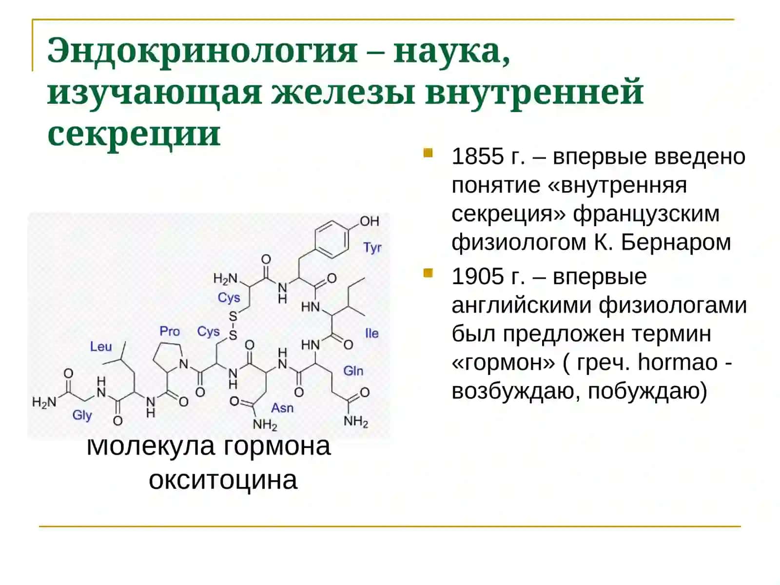 Эндокринная система 4