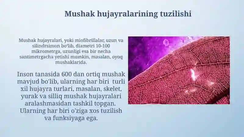 Mushak to'qimalari 4