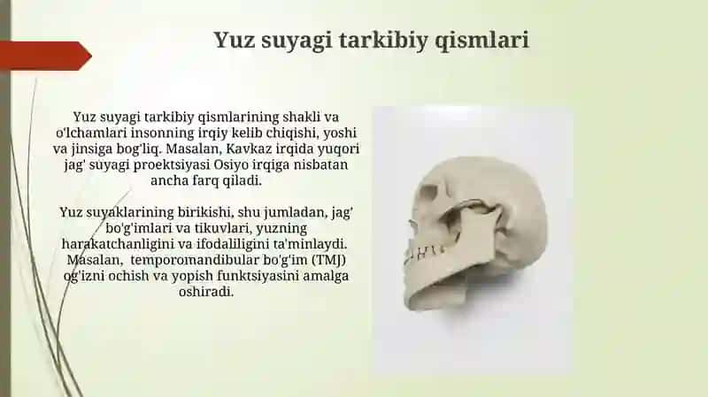 Bosh va yuz skeleti tuzilishi 4