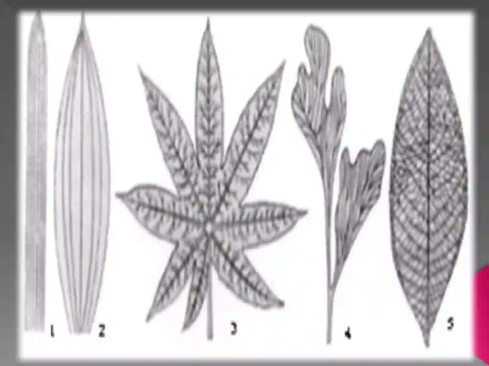 Усимликлар анатомияси ва морфологияси 4