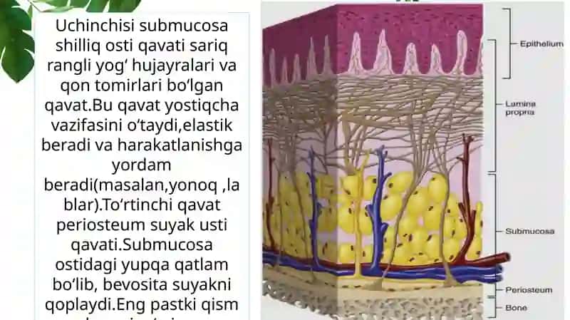 Ogʻiz boʻshligʻi shilliq qavati tuzilishining yoshga doir xususiyatlari. Ogʻiz boʻshligʻi shilliq qavatining himoya funksiyasining toʻqima va hujayra mexanizmlari. 4