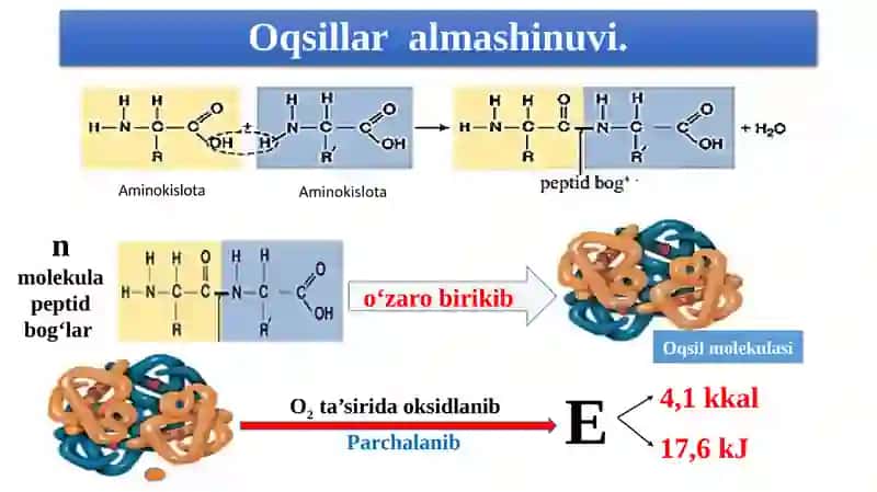 Biologiya 8-sinf 4