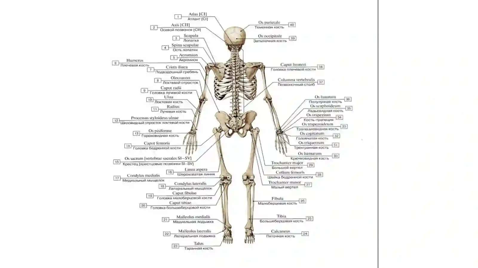 UMUMIY OSTEOLOGIYA. SKELET HAQIDA UMUMIY TUSHUNCHA 4
