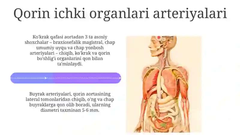 Ko'krak va Qorin Bo'shlig'i Venasi Topografiyasi 4