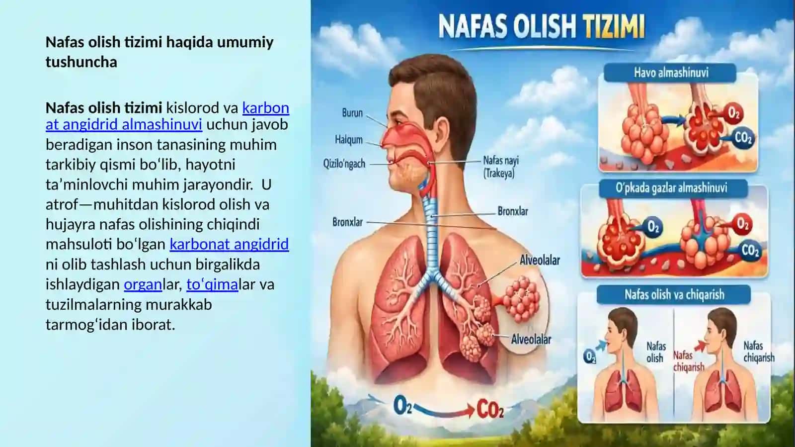 Nafas yo`llariga kiruvchi a`zolarni tuzilishi, joylashishi 4