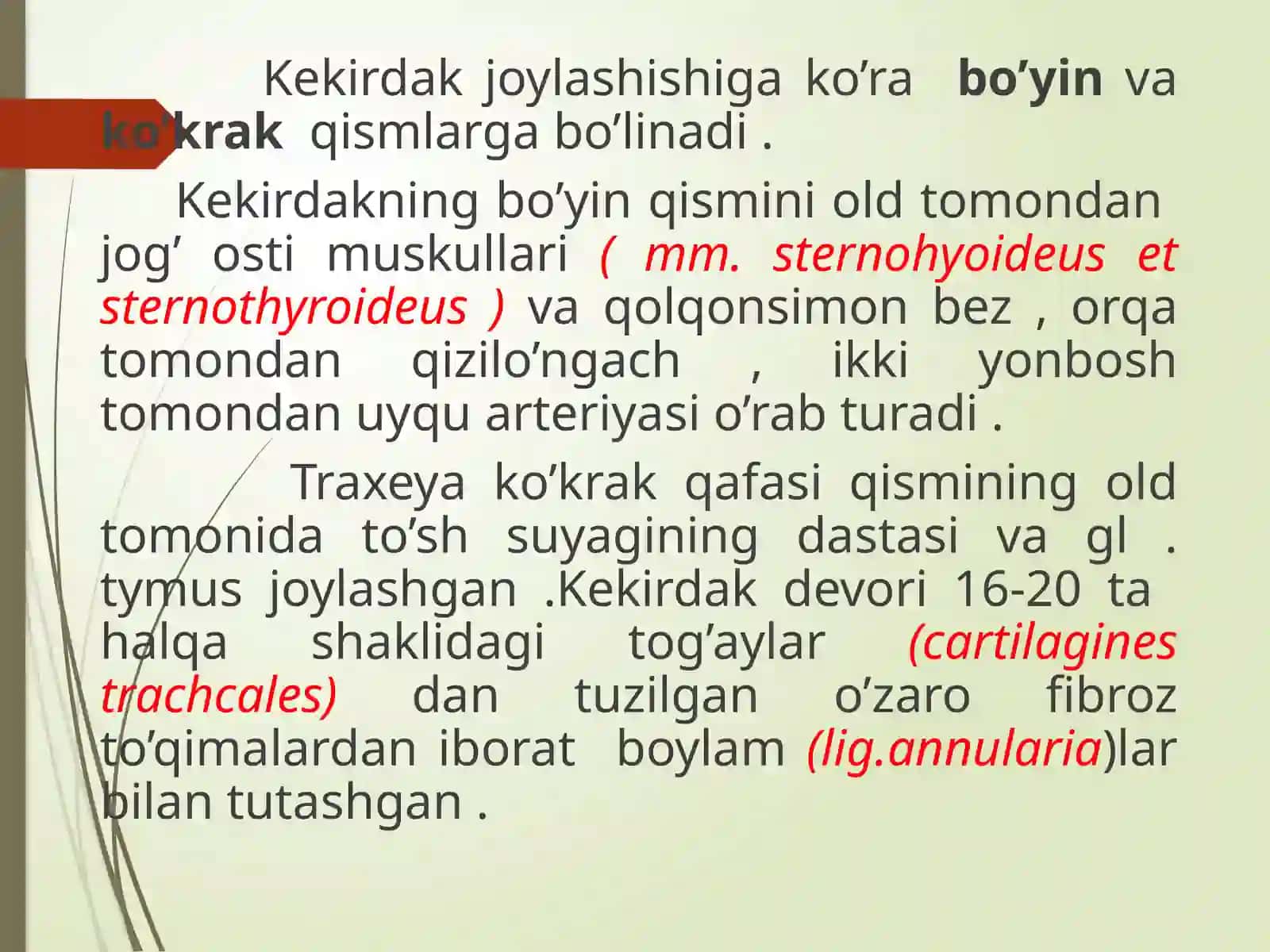 KEKIRDAK. BRONXLAR VA O'PKA 4