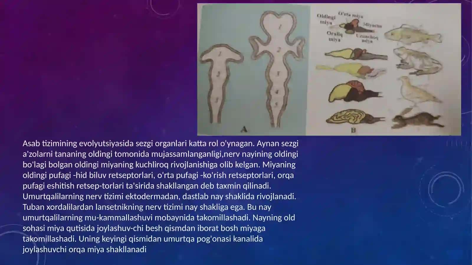 Asab tizimi va sezgi organlarionto-filagenezi 4