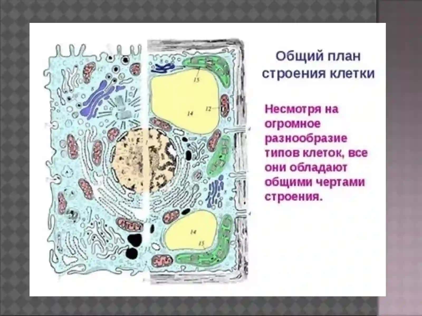 Hujayra Evolutsiyasi 4