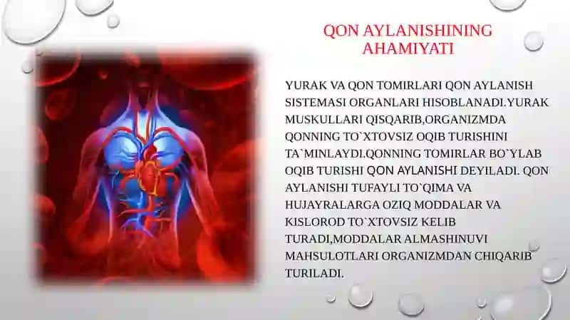 Yurak faoliyati va qon aylanish tizimi 4