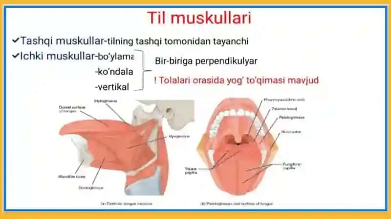 Ta’m bilish a’zosi 4