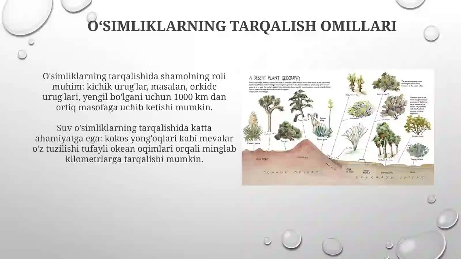 O'simliklar geografoyasi 4