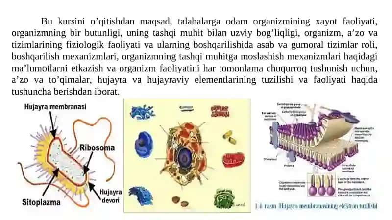 Fiziologiya va Sport Fiziologiyasi 4
