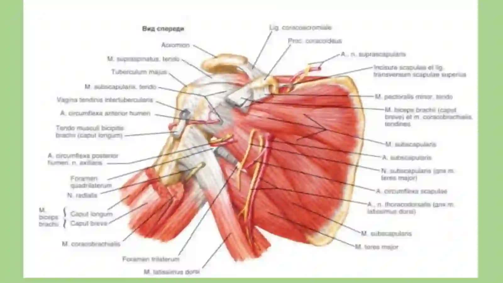 Qo‘lning klinika anatomiya 4