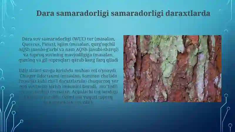 Daraxt turlarining namlikka boʻlgan munosabati 4