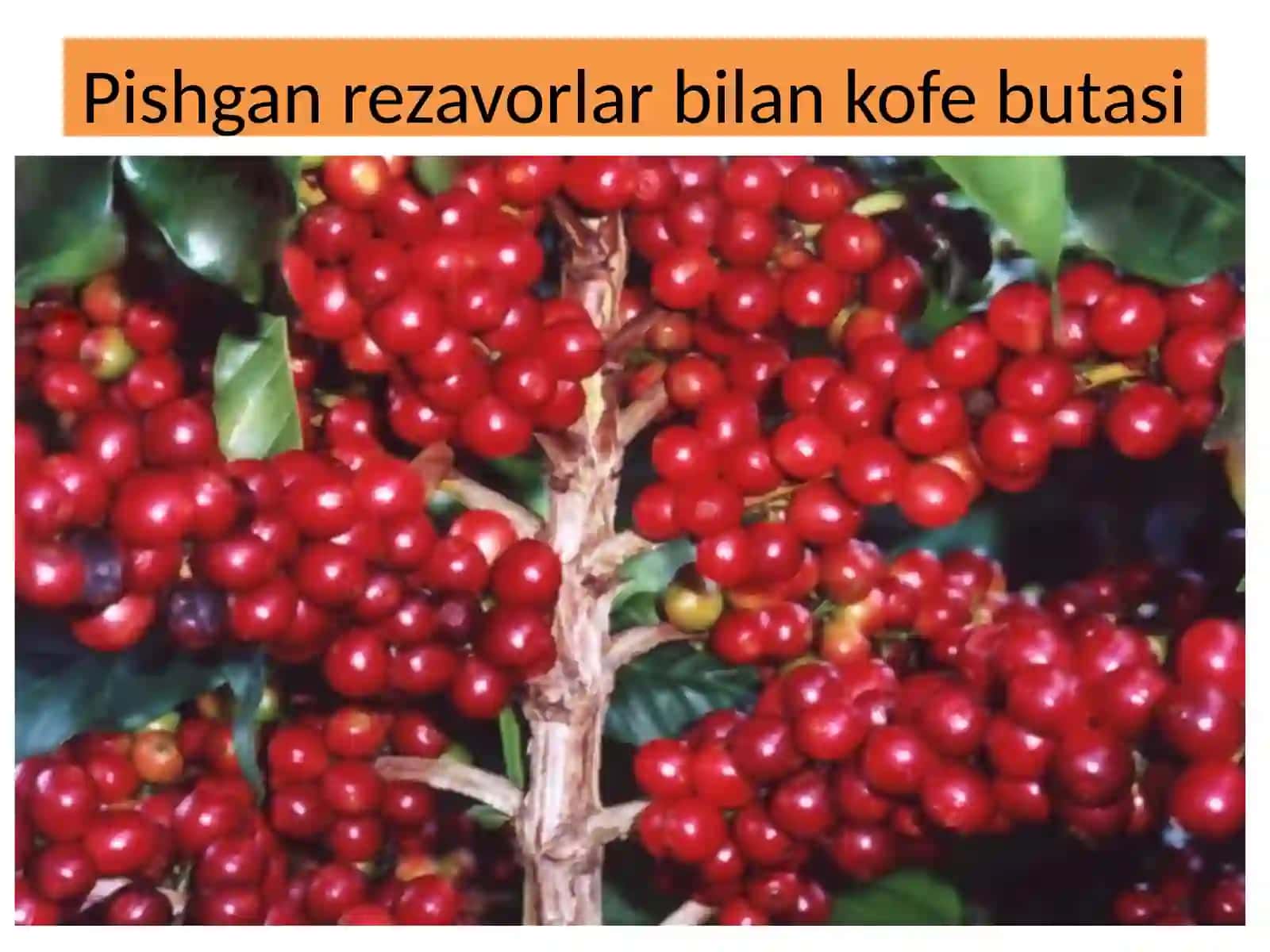 Kofe tayyorlash texnologiyasi 4
