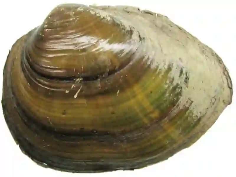 Ikki pallalilar (Bivalvia) sinfi 4