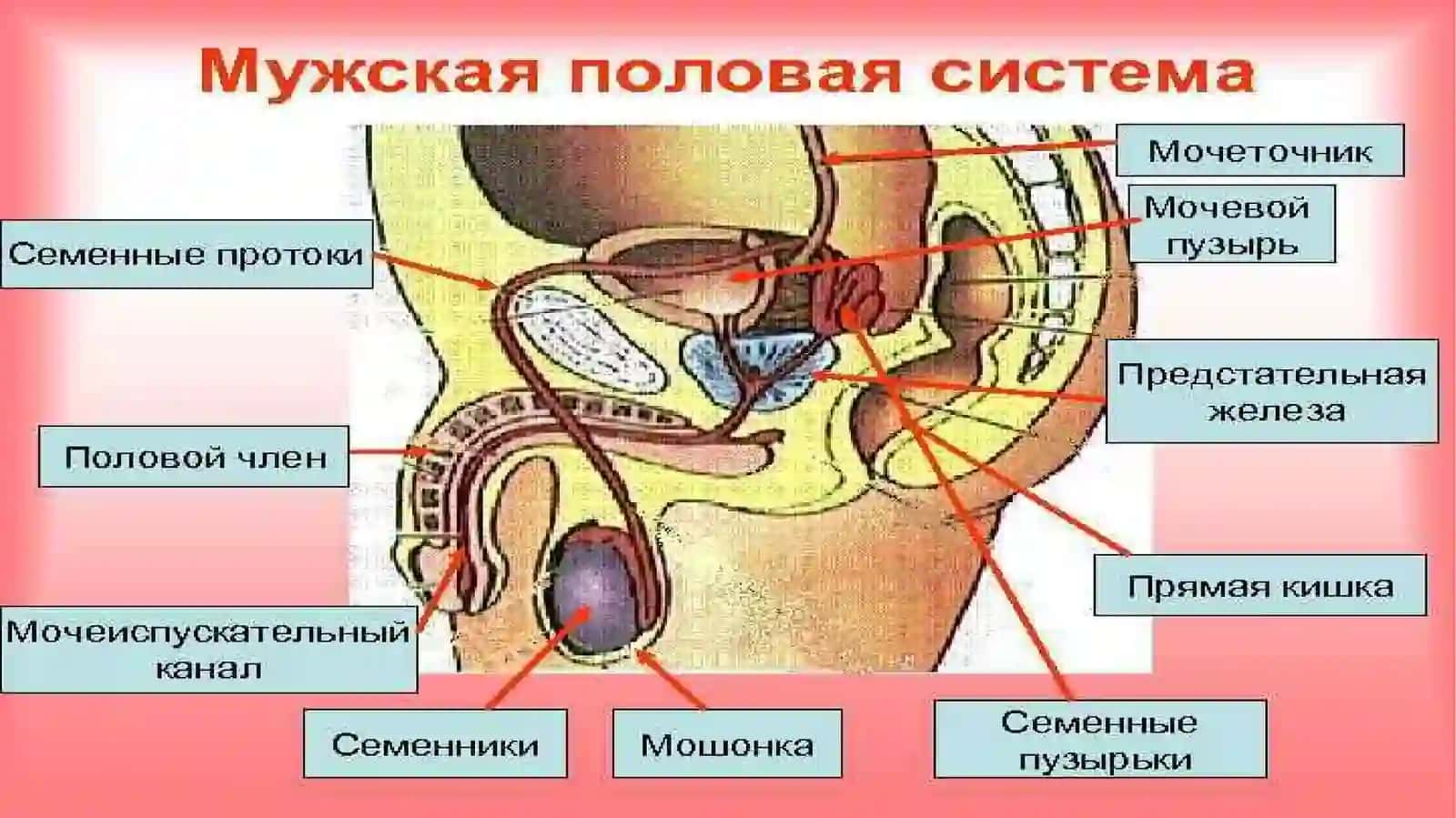 Erkaklarning tanosil a'zolari. Ayollarning tanosil a'zolari. Ularning yoshga qarab o'zgarishi. Oraliq topografiyasi tuzilishi, chanoq va tanosil diafragmasi va jinsga nisbatan farqi 4