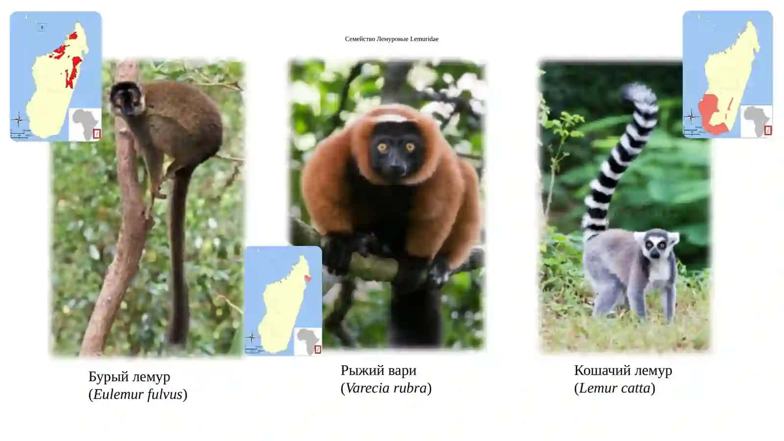 Отряд Приматы PRIMATES 4