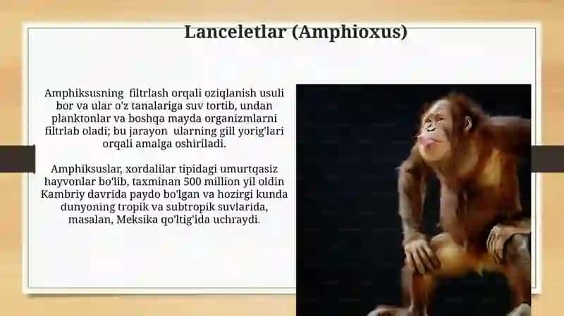 Xordalilar evolyutsiyasi 4