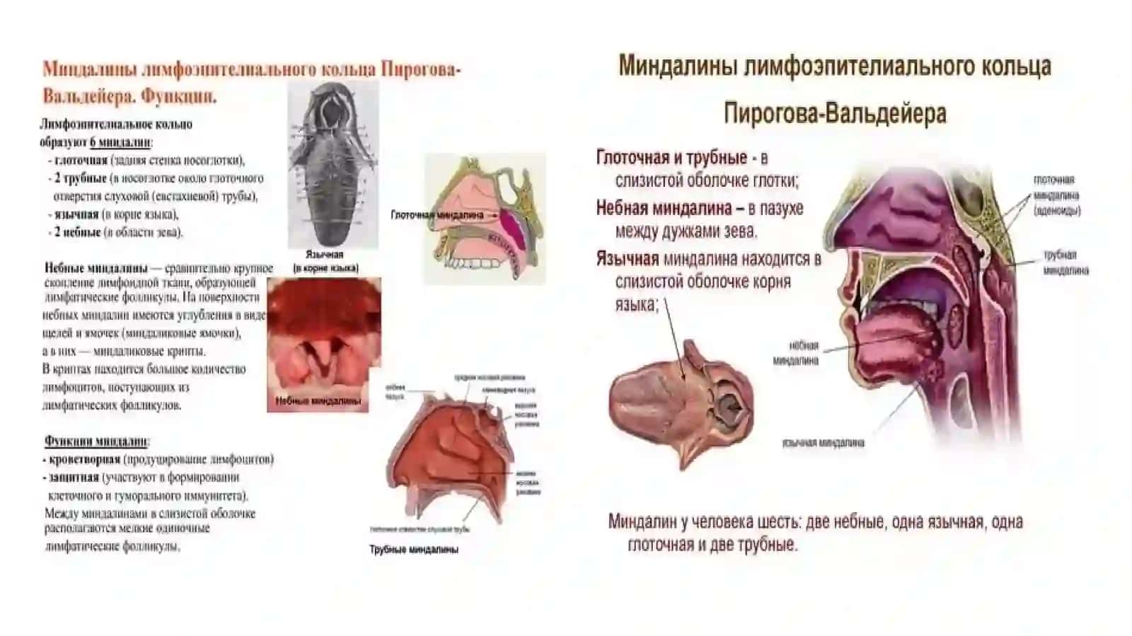 ОҒИЗ ҲАЛҚУМРАКИ: ЭТИОПАТОГЕНЕЗ, ДИАГНОСТИКА ВА ДАВОЛАШ УСУЛЛАРИ ТАСНИФИ 4