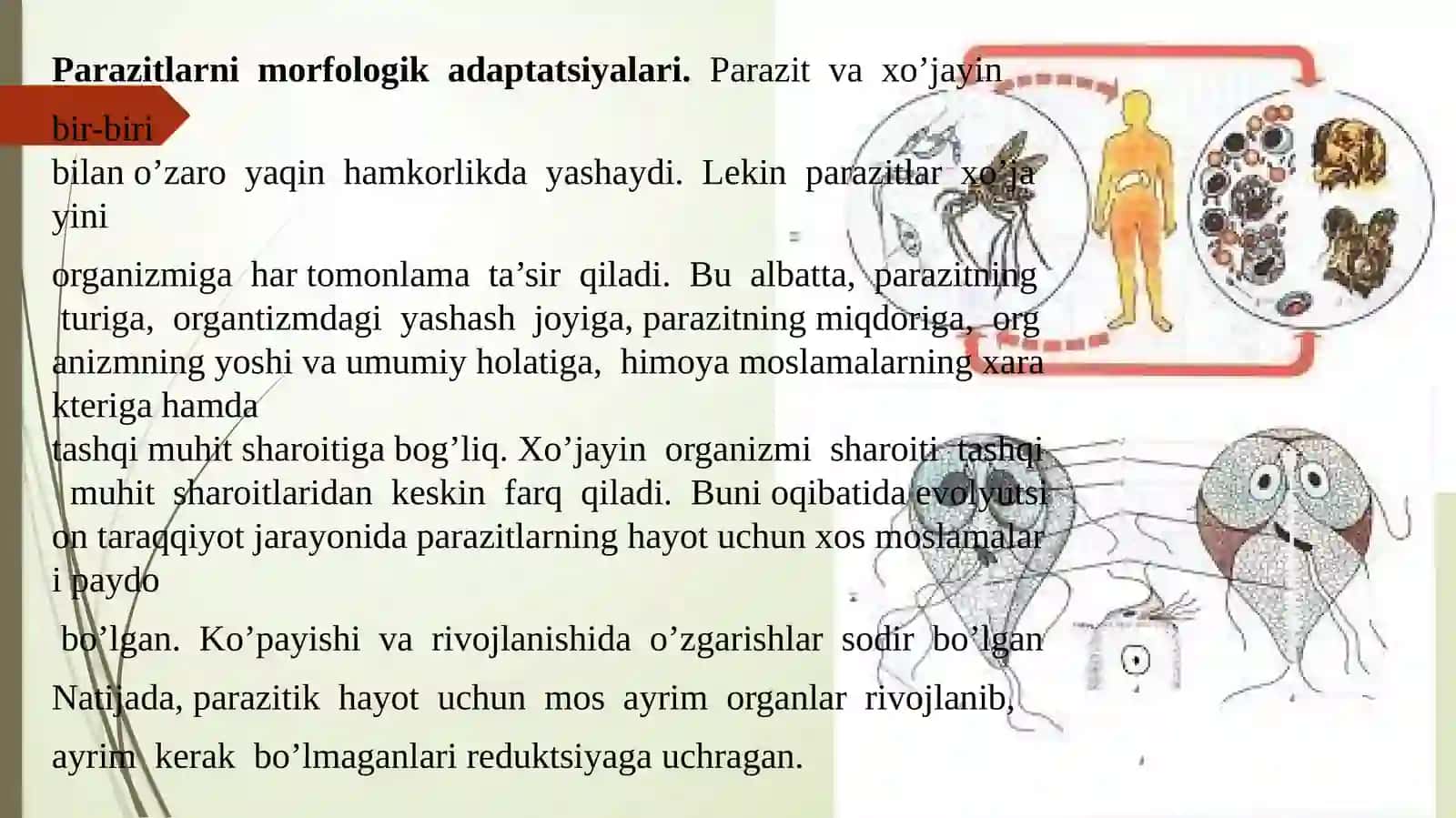 Parazitlarning yashash sharoitiga adaptatsiyalari 4