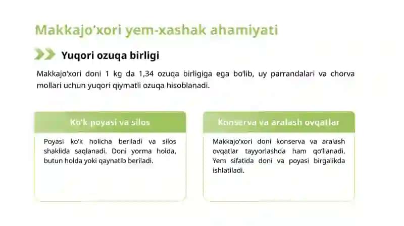 Makkajoʻxorini yem hashak uchun yetishtirish 4