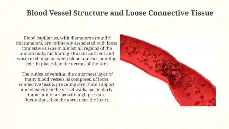 The Relationship Between Blood and Loose Connective Tissues 4