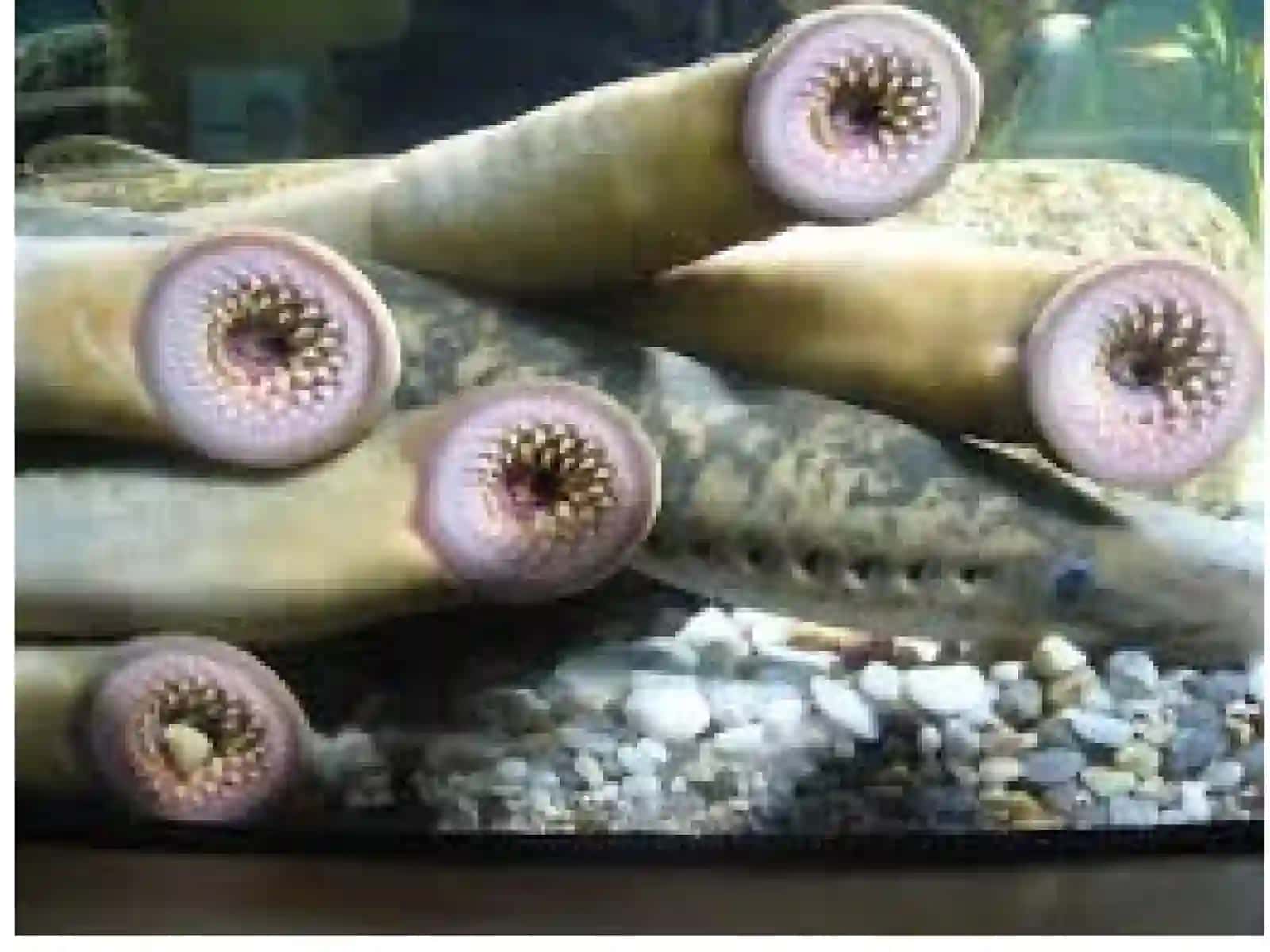 Тo’garak og’izlilar va tog`aylibaliqlar (Chondrichthyes) sinflari 4