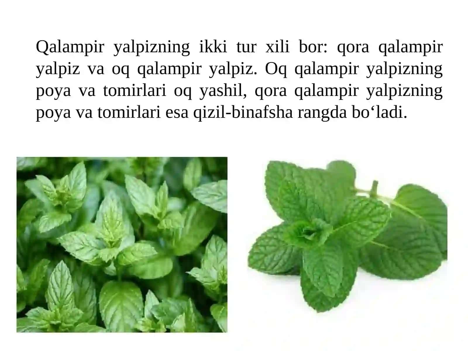 Qalampir yalpiz o‘simligini yetishtirish texnologiyasi 4